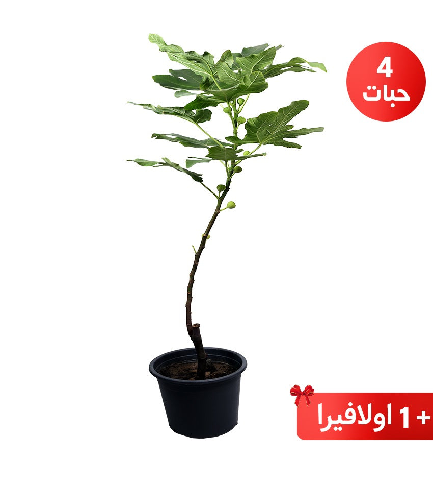 Jasmine Fig – 4 Plants + 1 Aloe Vera