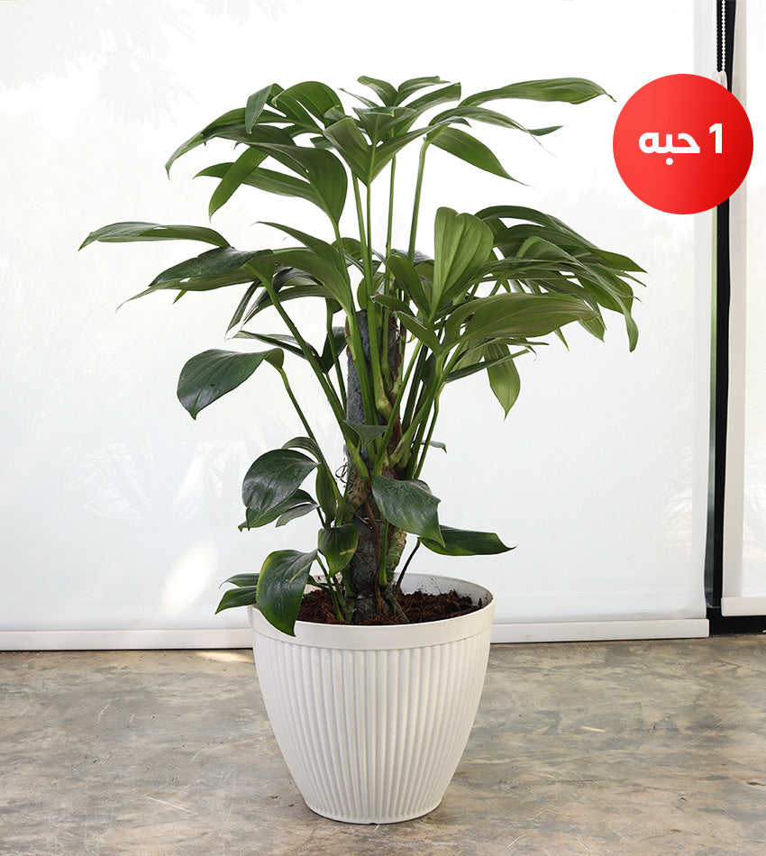 مونستيرا – (1) حجم كبير و(1) حجم صغير + رشاش ماء مجاناً