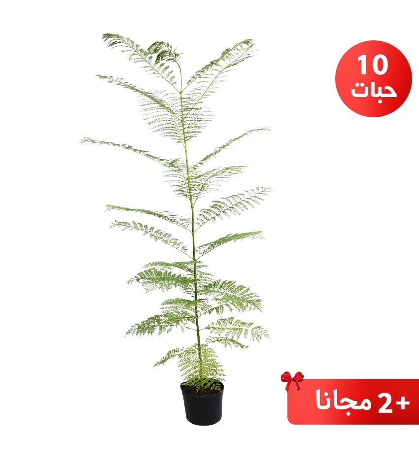 Jacaranda (Medium Size) – 10 Plants + 2 Free