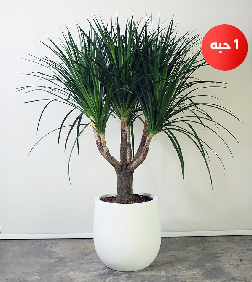(1) Medium Dracaena Draco in a Fiberglass Pot + (1) Free Chamadorea Palm