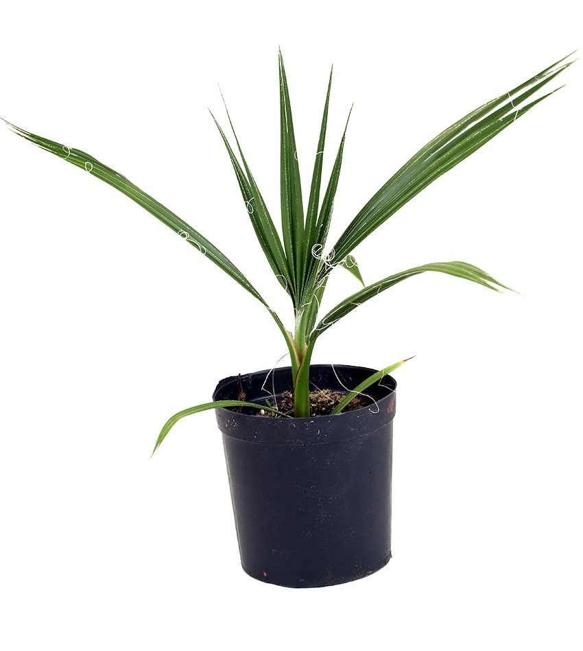 نخيل واشنطونيا حجم صغير