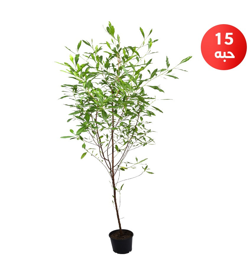 Dodonaea – 15 Plants