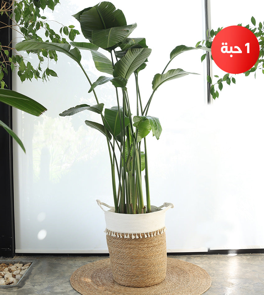 طقم 3 نباتات داخلية - عصفور الجنة - دراسينا دراكو - عروس الصينية + زل + رشاش