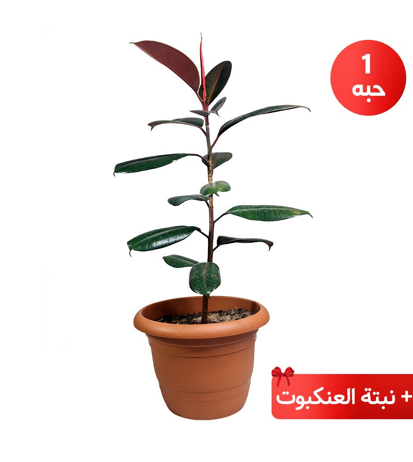 Red Rubber Plant + Cordyline australis + Ficus Benjamina