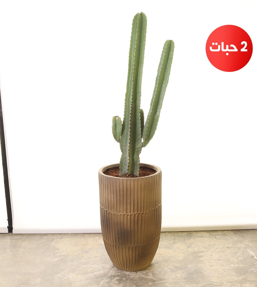 صبار مانداكارو – (2) قطع