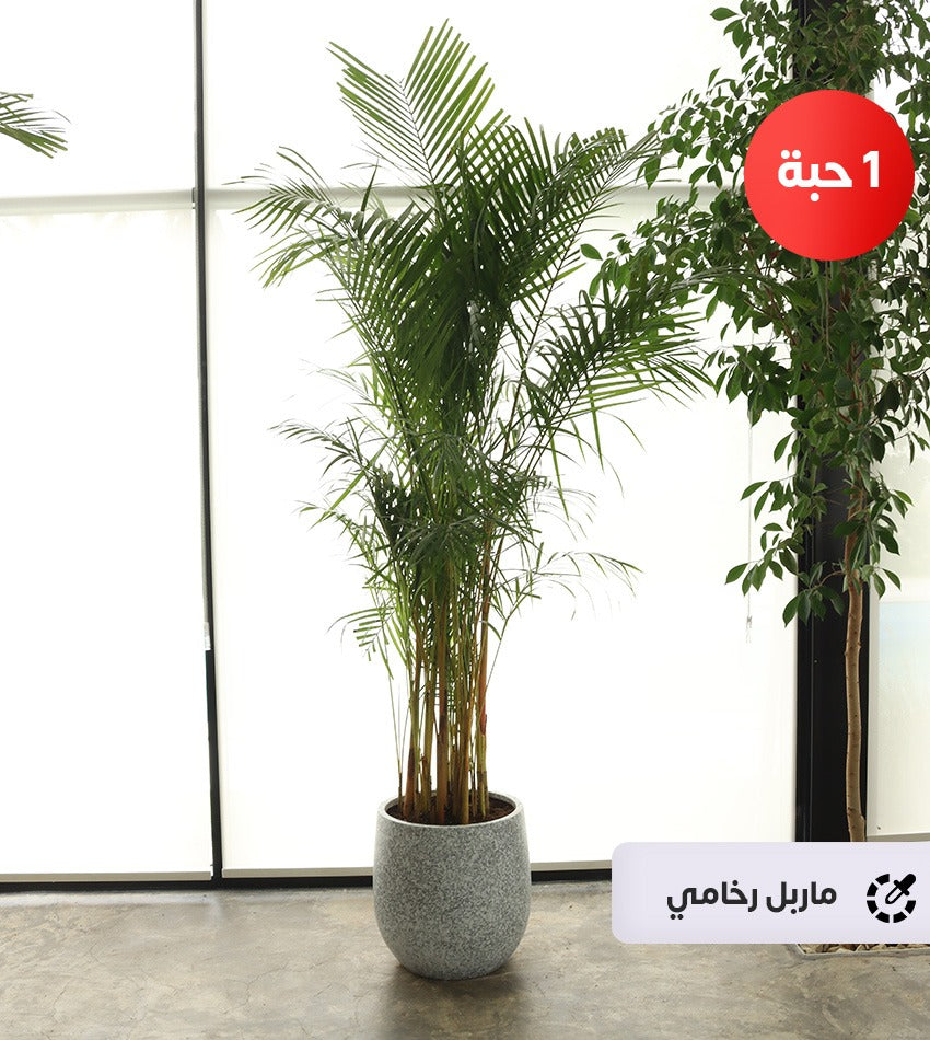 الاريكا العملاقة (مع رشاش ماء + سماد داخلي مجانًا)