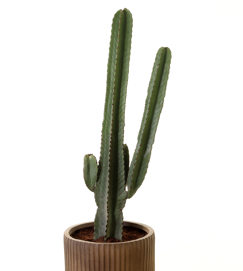 صبار مانداكارو