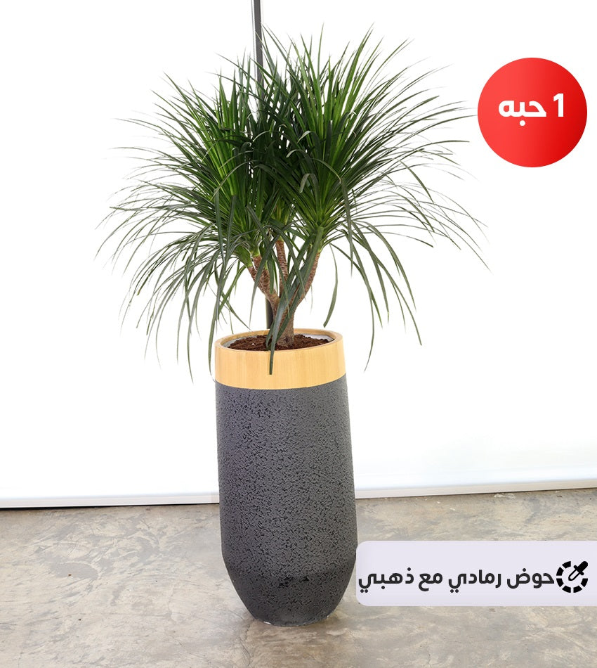 Large Dracaena Draco with a Fiberglass Pot