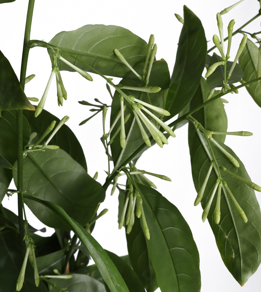 Queen of the Night (Cestrum nocturnum) – 4 Plants