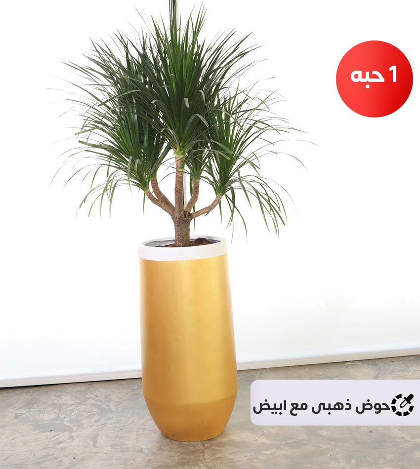 Large Dracaena Draco with a Fiberglass Pot