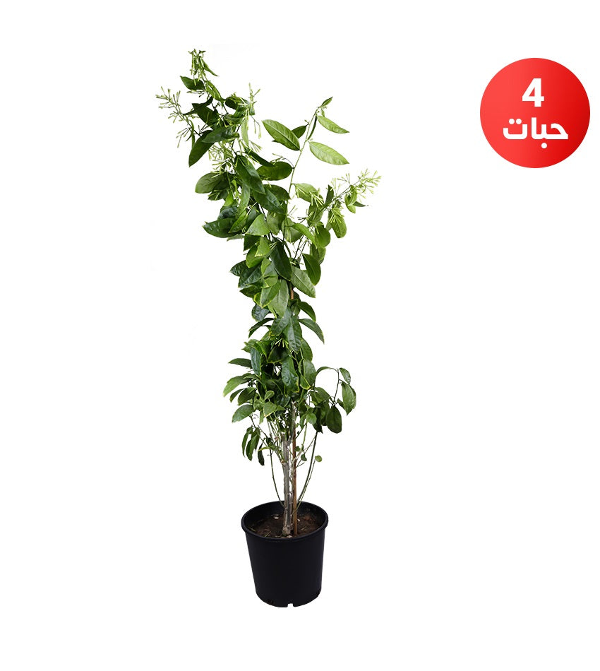 Queen of the Night (Cestrum nocturnum) – 4 Plants