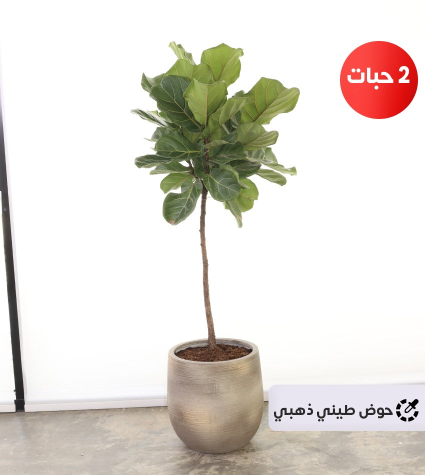 (2) Large Ficus Lyrata Plants in a Fiberglass Pot