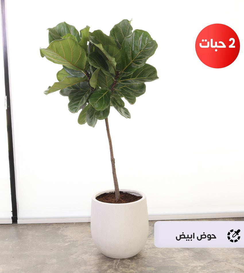 (2) Large Ficus Lyrata Plants in a Fiberglass Pot