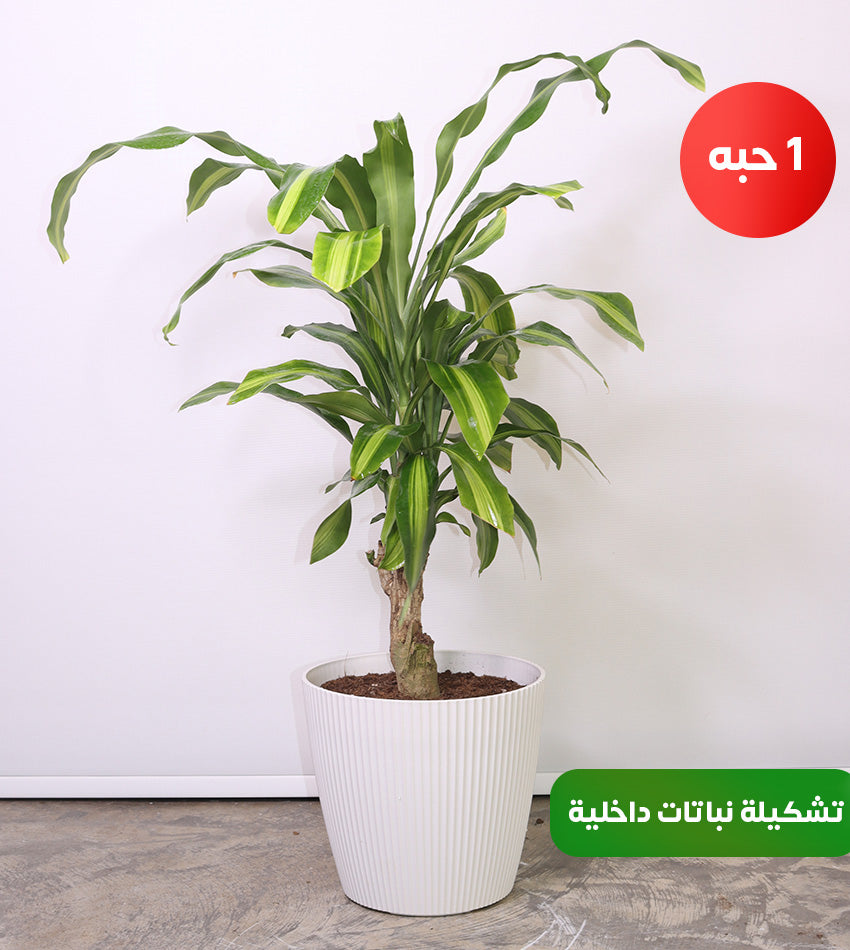 Medium Dracaena Draco – Dracaena Fragrans – Southern Cordyline + Water Sprayer