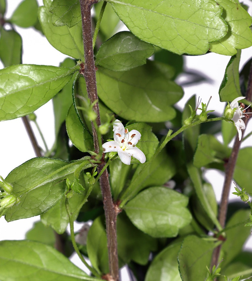 Carmona – 10 Plants + 2 Free