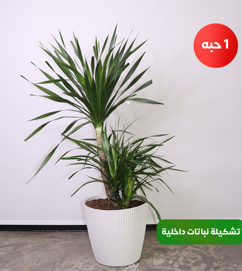 Medium Dracaena Draco – Dracaena Fragrans – Southern Cordyline + Water Sprayer