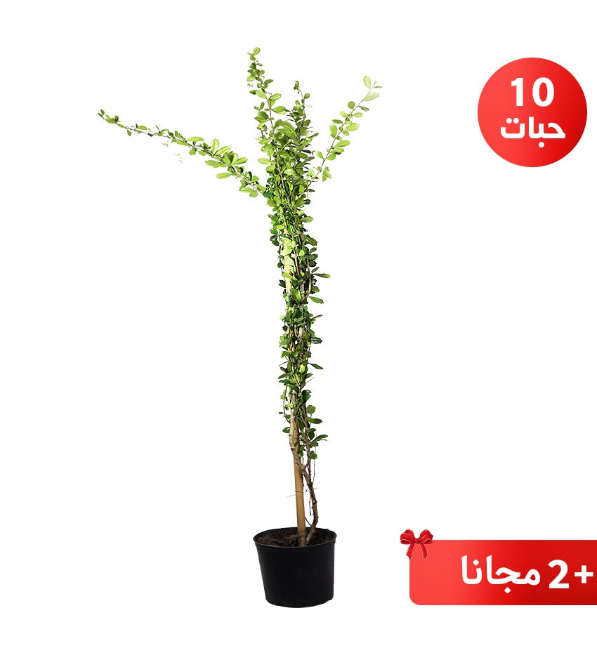Carmona – 10 Plants + 2 Free
