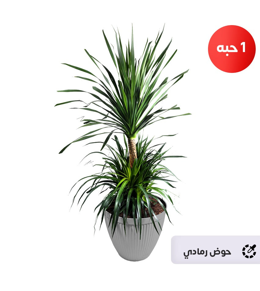 Large Dracaena Draco