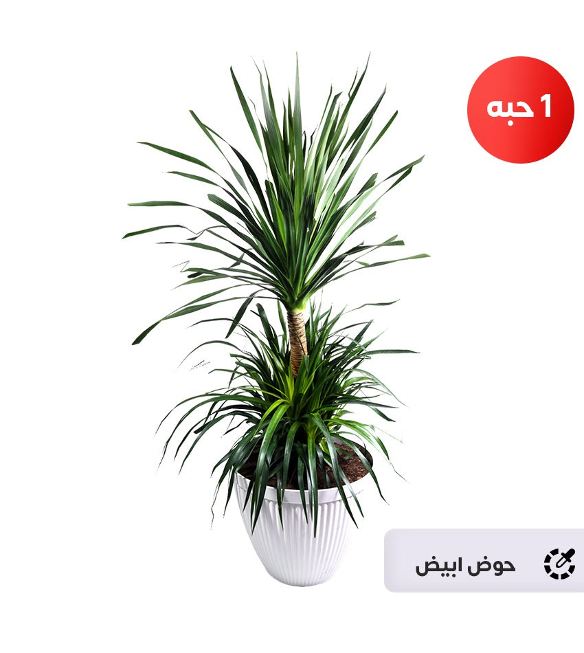 Large Dracaena Draco