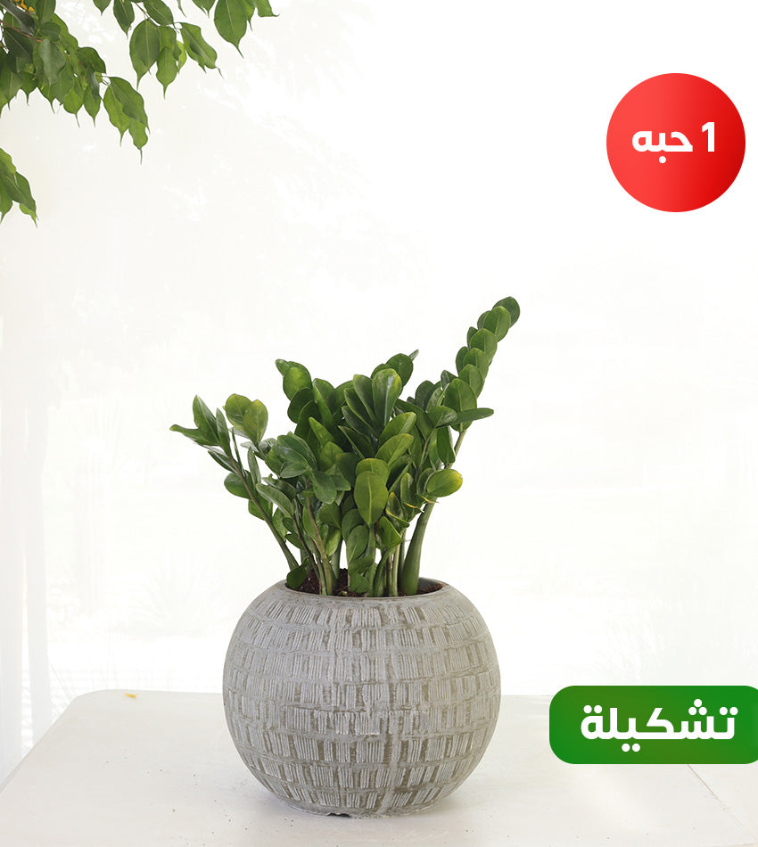 Sansevieria and Zamioculcas in a Spherical Concrete Pot