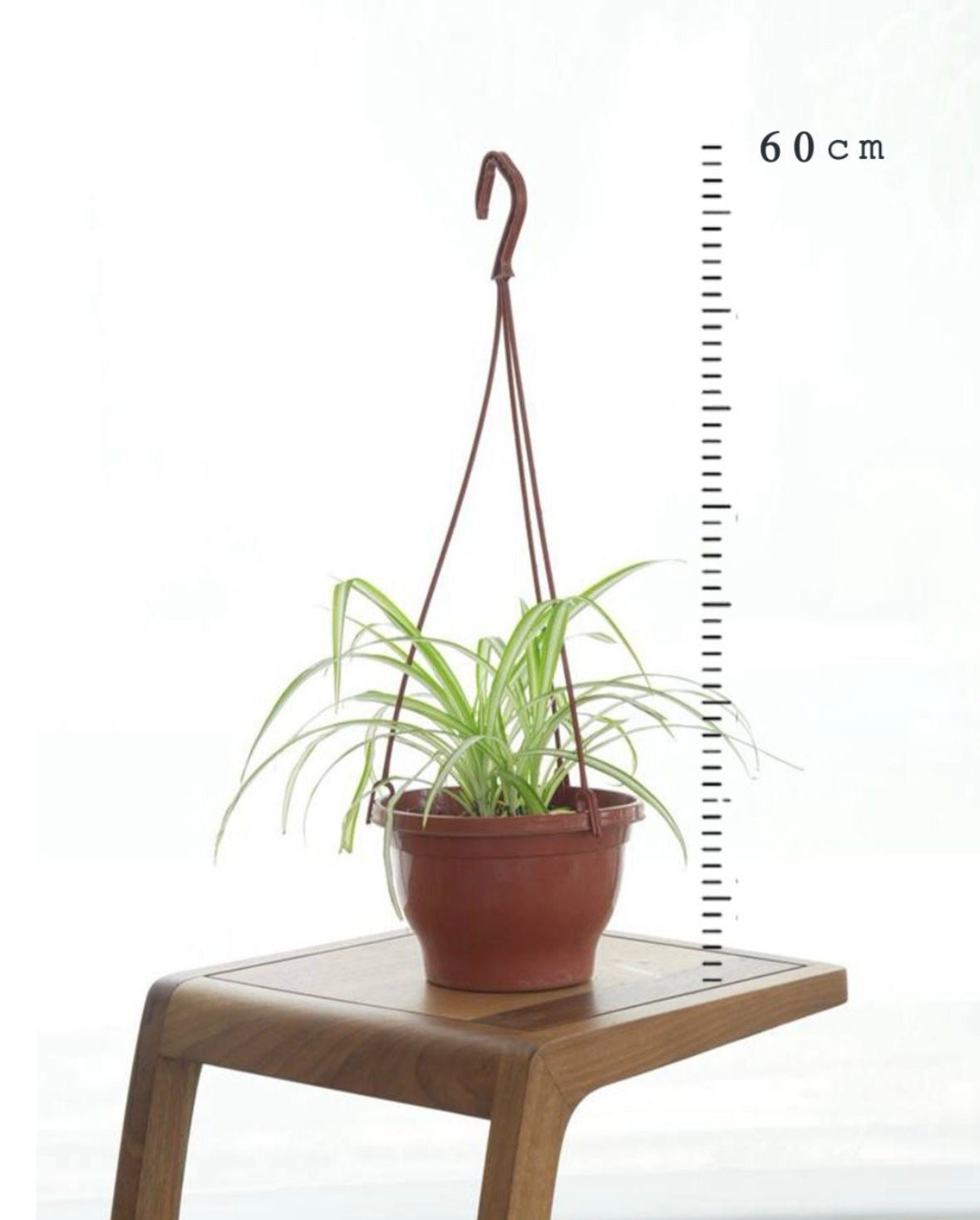 Hanging Spider Plant (Small Size)