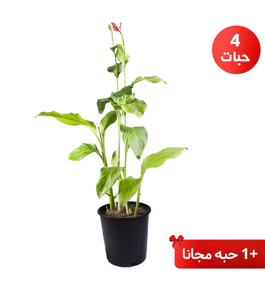 Canna Lily (Indian Shot) – 4 Plants + 1 Free