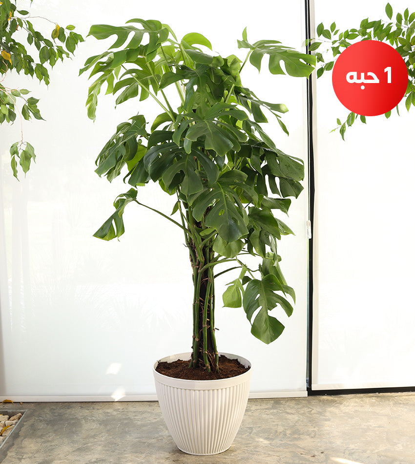 Large Monstera in a Plastic Pot