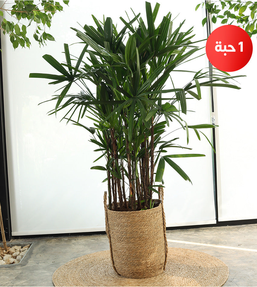 طقم 4 نباتات داخلية - كنتيا - السيدة - مونستيرا- شمادوريا