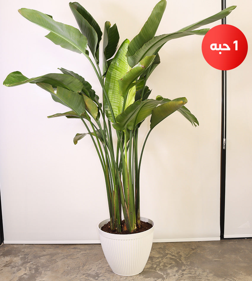 Large Bird of Paradise in a Plastic Pot + Free Large Water Sprayer