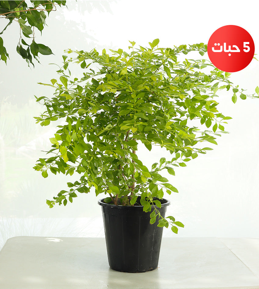 Duranta Lemon (5) pieces