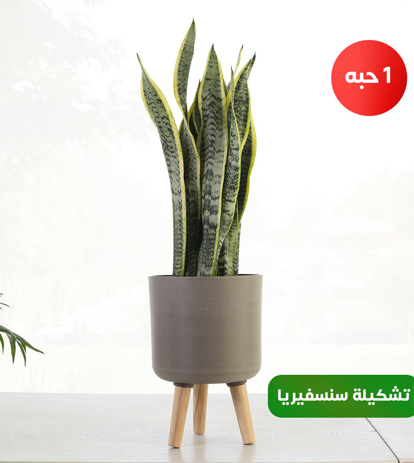 (1) Large Snake Plant, (1) Medium Snake Plant, and (1 )Small Sansevieria