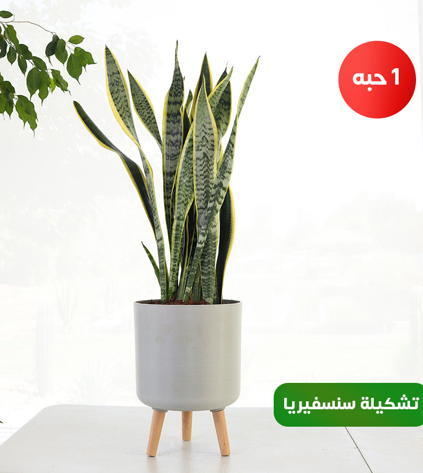 (1) Large Snake Plant, (1) Medium Snake Plant, and (1 )Small Sansevieria