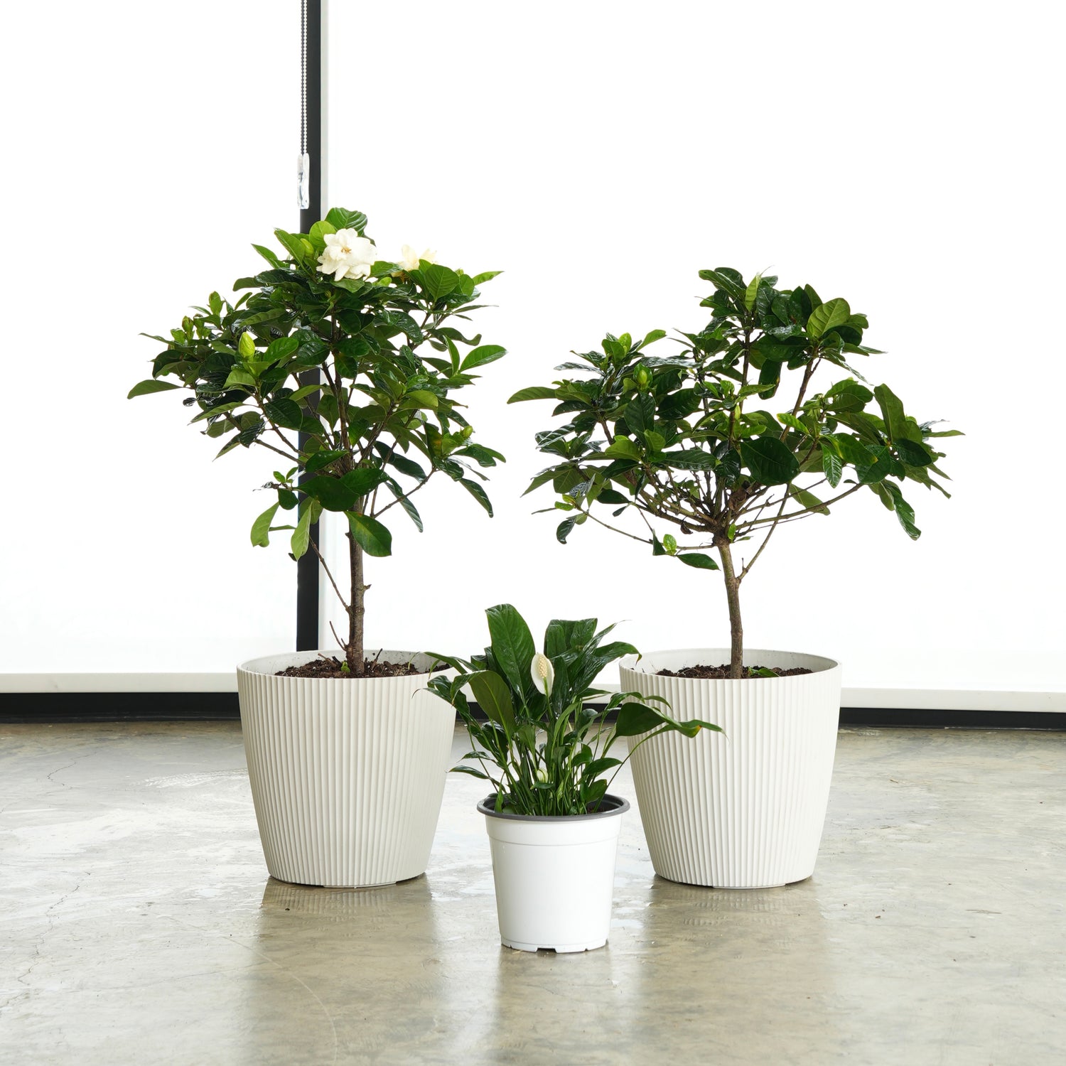 (2) Gardenia & Peace Lily