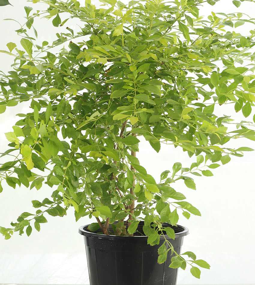 Duranta Lemon (5) pieces