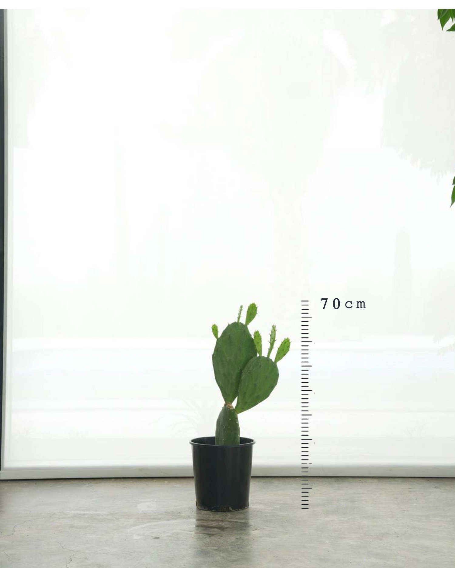 Opuntia Ficus-Indica (Small Size)