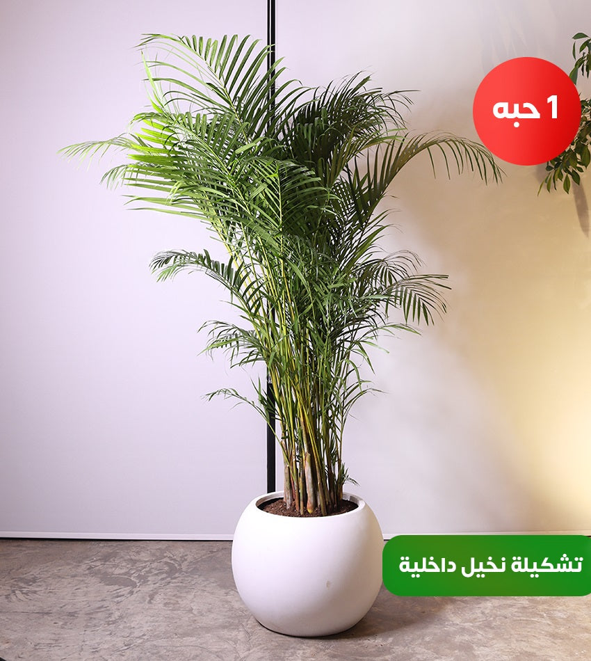 Indoor Palm Set – 2 Areca Palms + 1 Chamadorea Palm