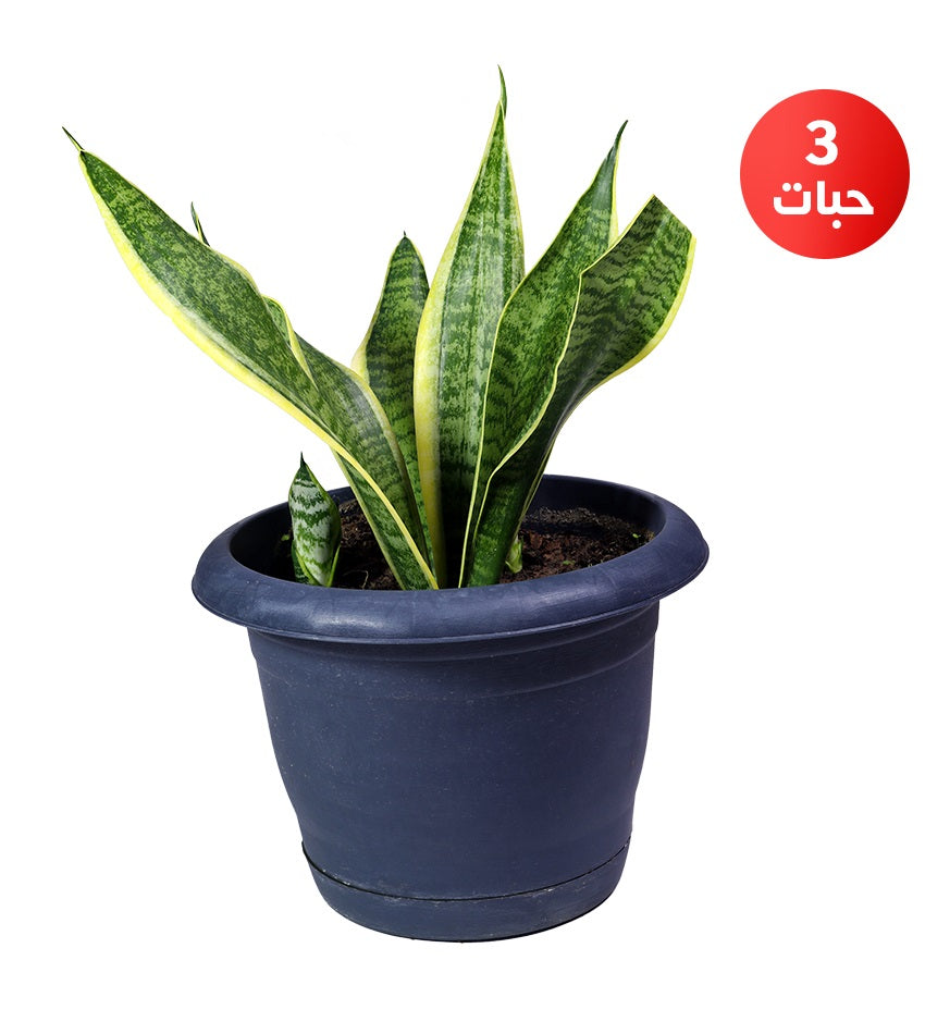 Yellow Sansevieria – 3 Plants