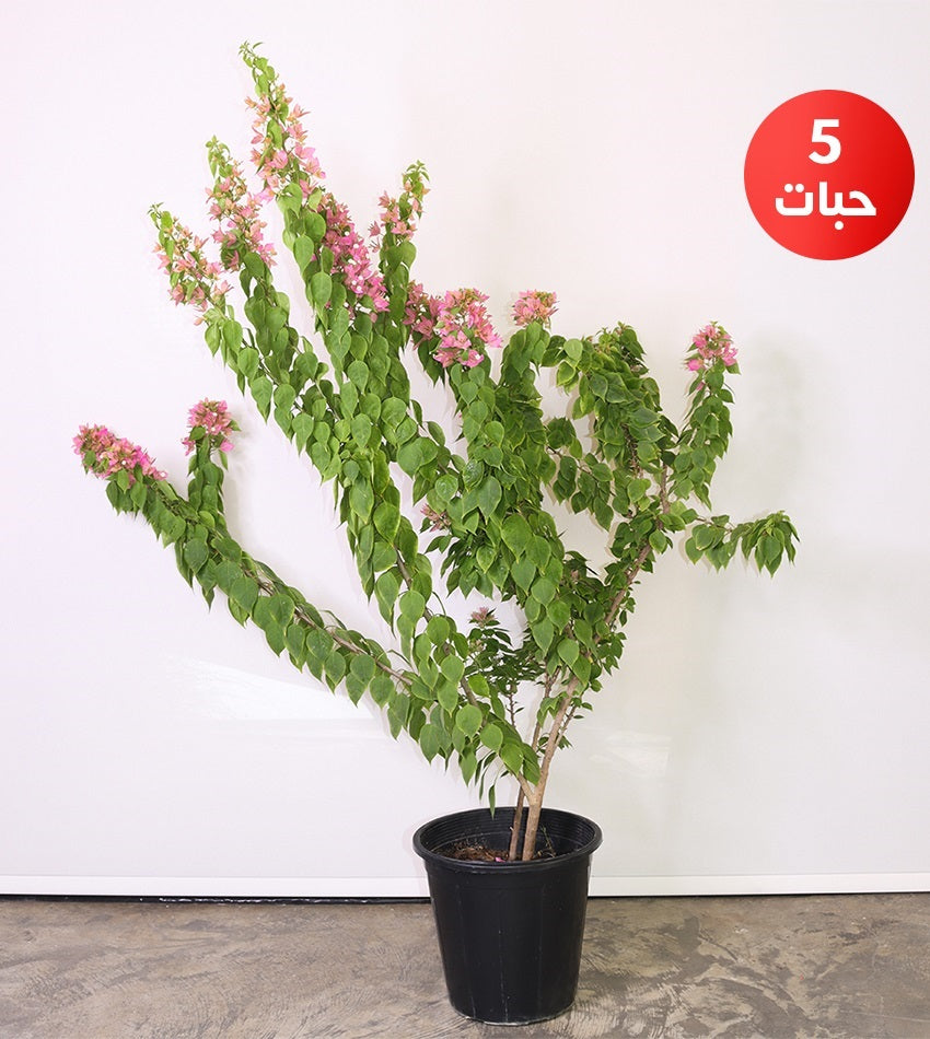 Dwarf Bougainvillea – (5) pieces (Medium size)
