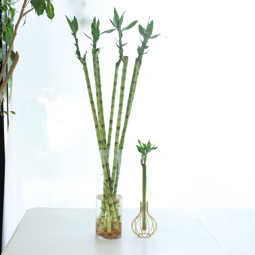 lucky bamboo larg size 7 (pcs) + lotus bamboo