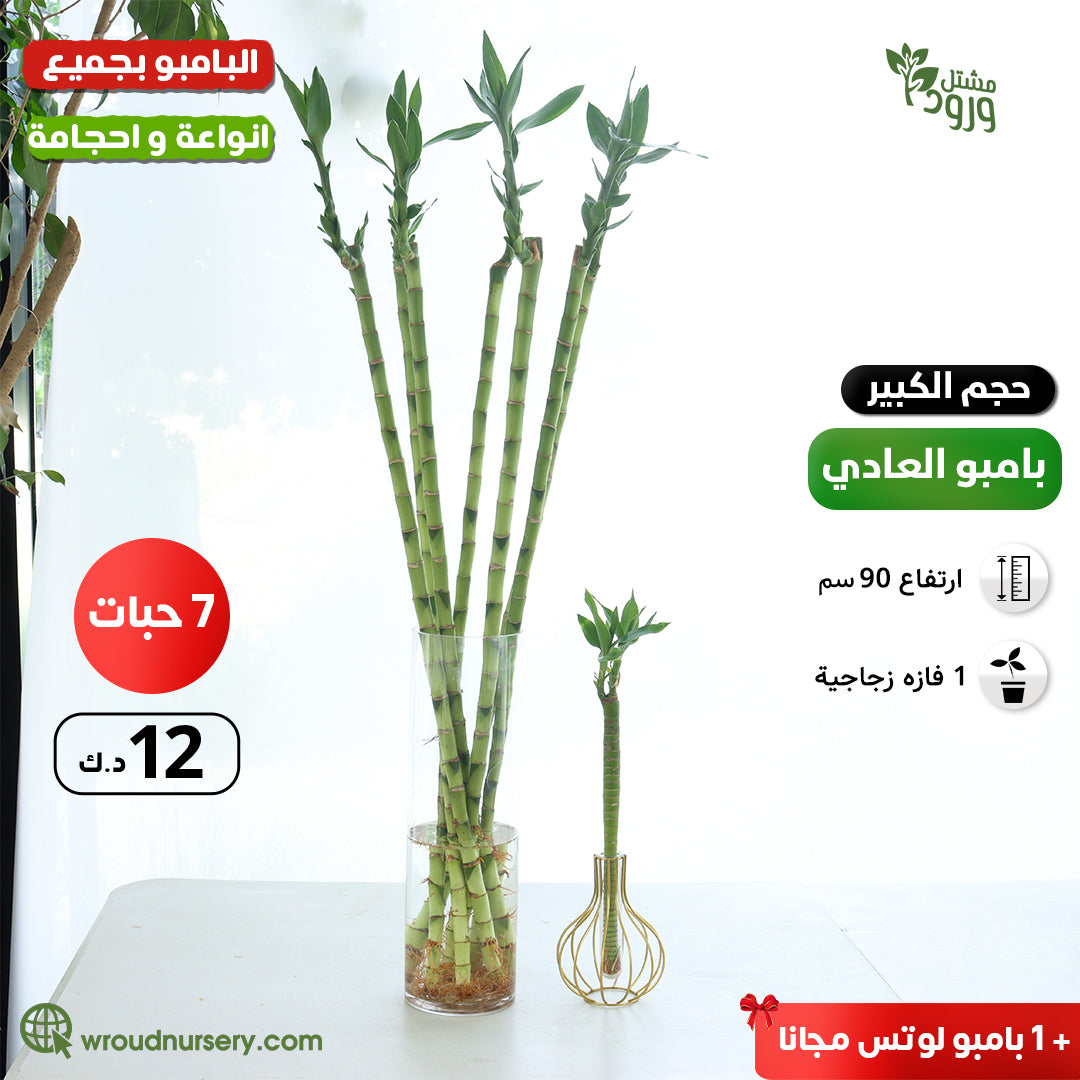 lucky bamboo larg size 7 (pcs) + lotus bamboo