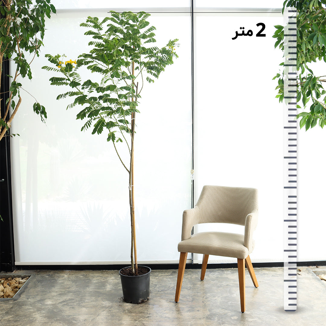 اكاسيا جلوكا حجم كبير 4 حبات