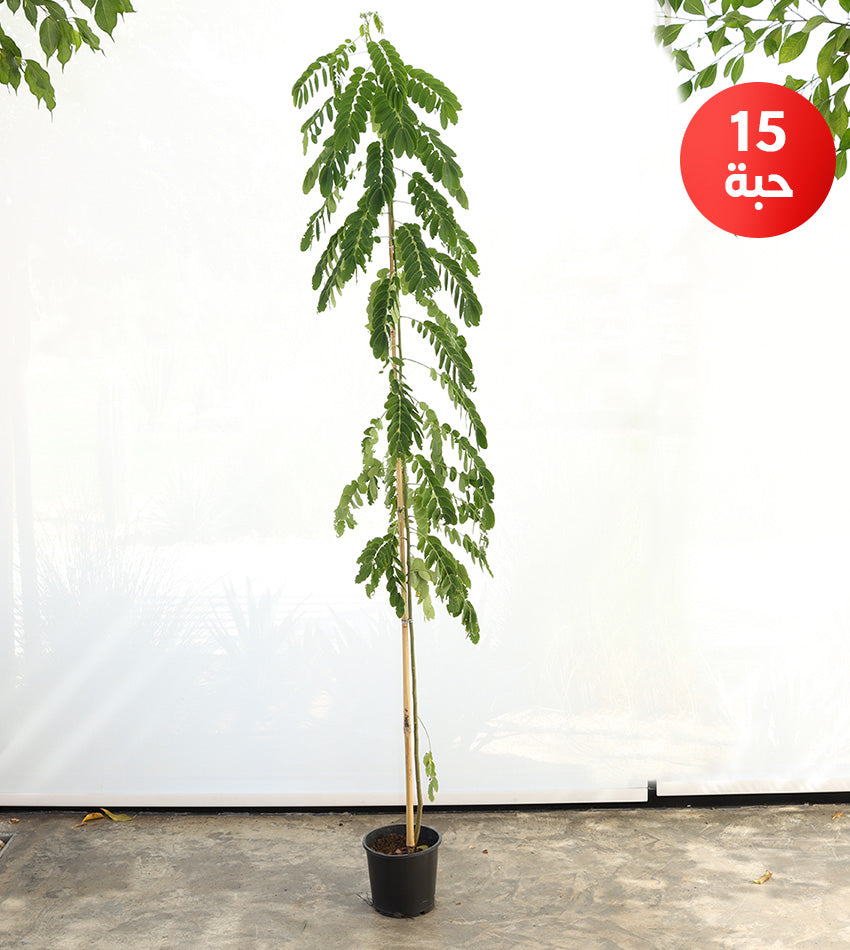 Acacia glauca – (15) pieces (Large size) in plastic pot