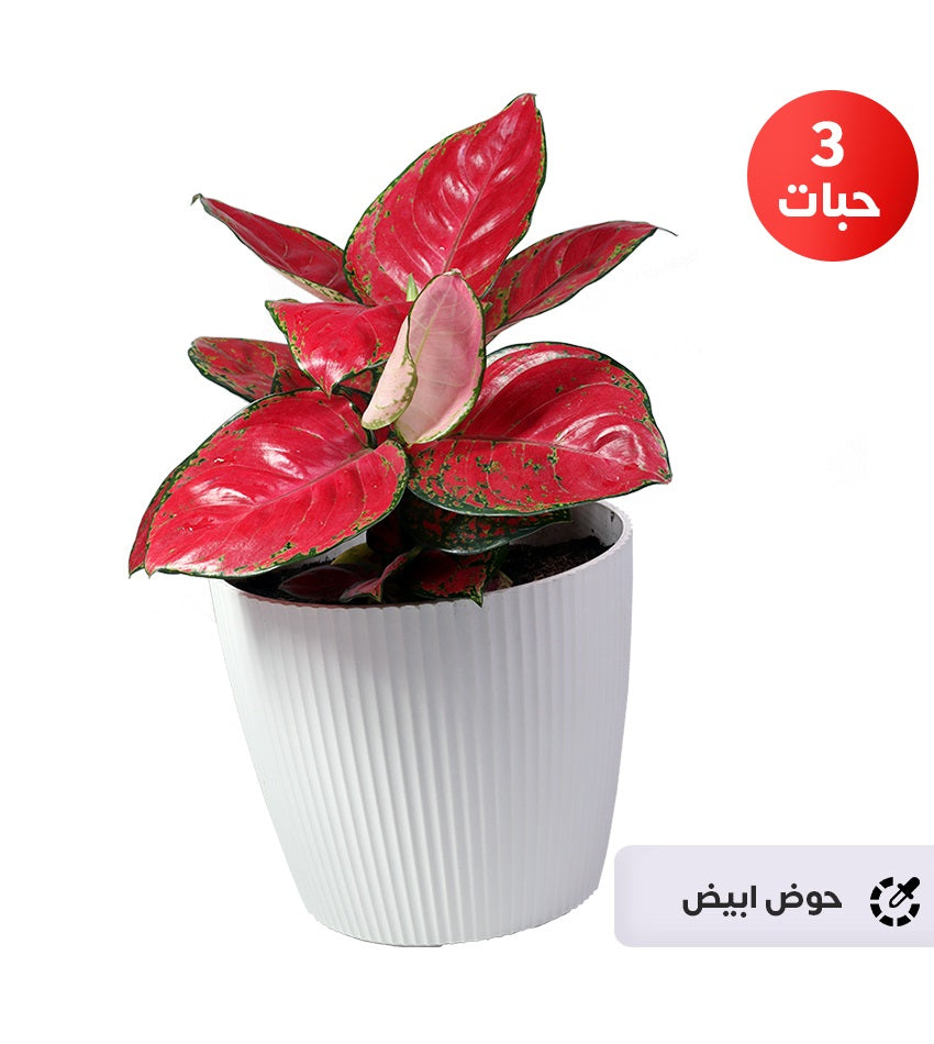 Red Aglaonema – 3 Plants + 1 Green Rubber Plant
