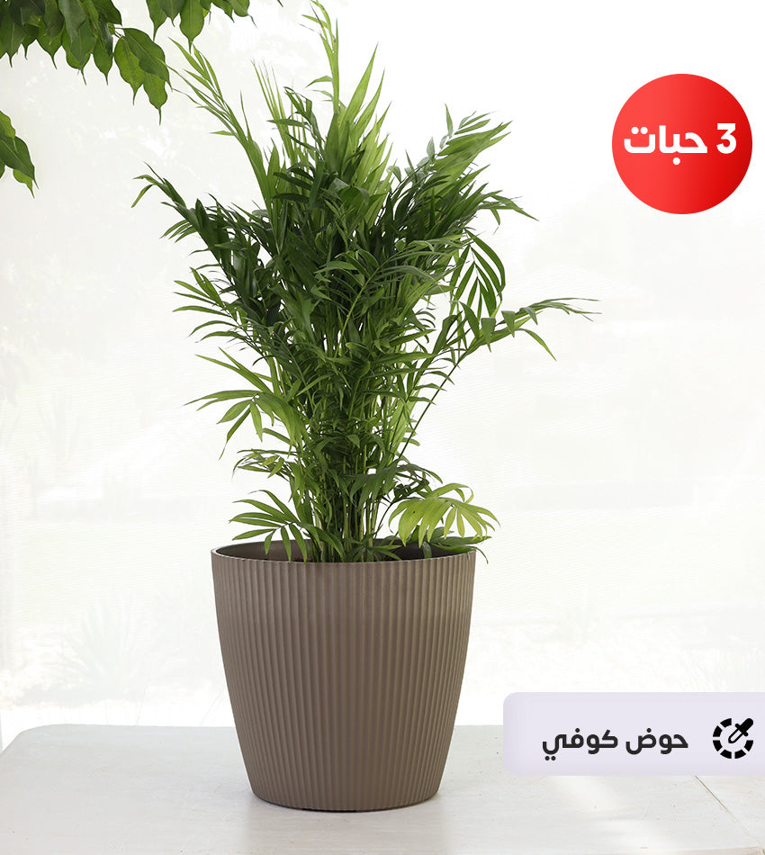 (3) Chamaedorea Plants in a Plastic Pot + Free Large Water Sprayer and Fertilizer Bottle