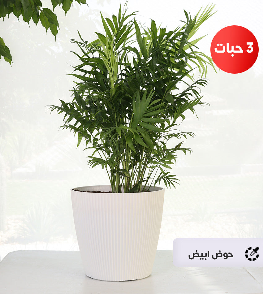 (3) Chamaedorea Plants in a Plastic Pot + Free Large Water Sprayer and Fertilizer Bottle