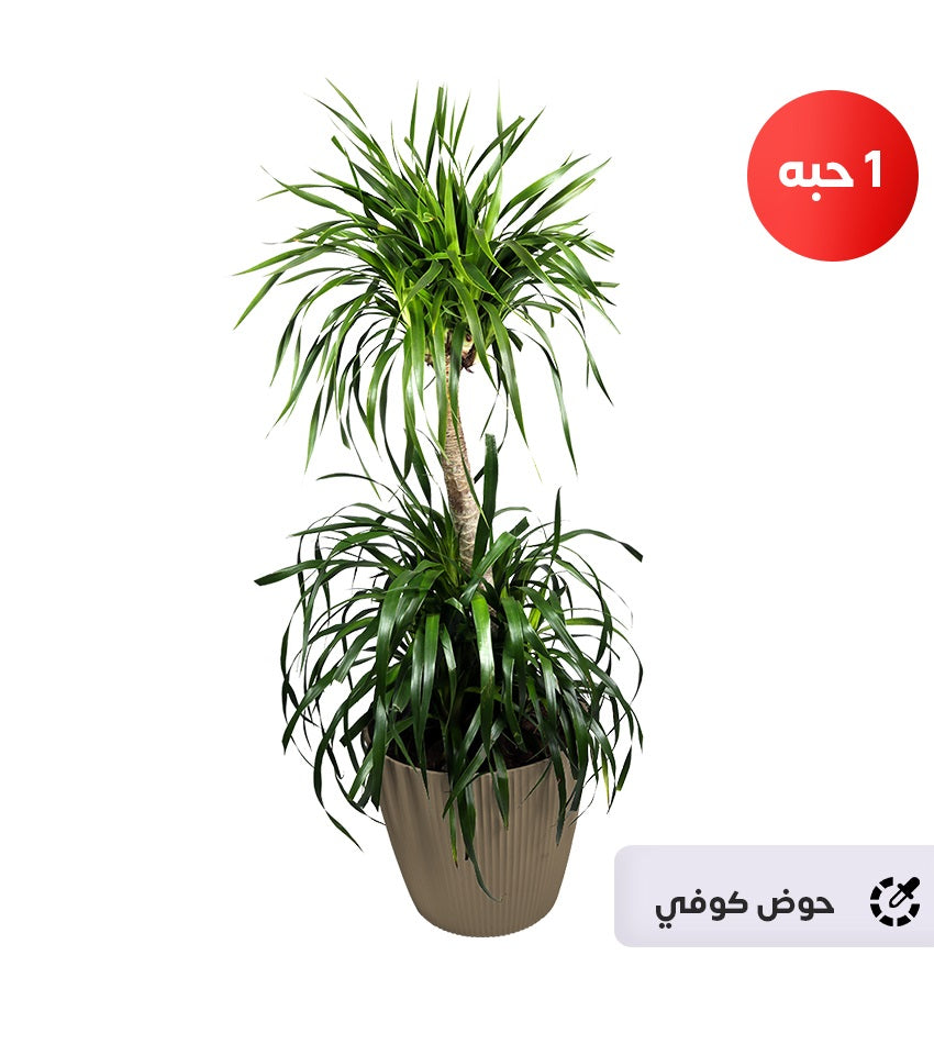 Medium Dracaena Draco