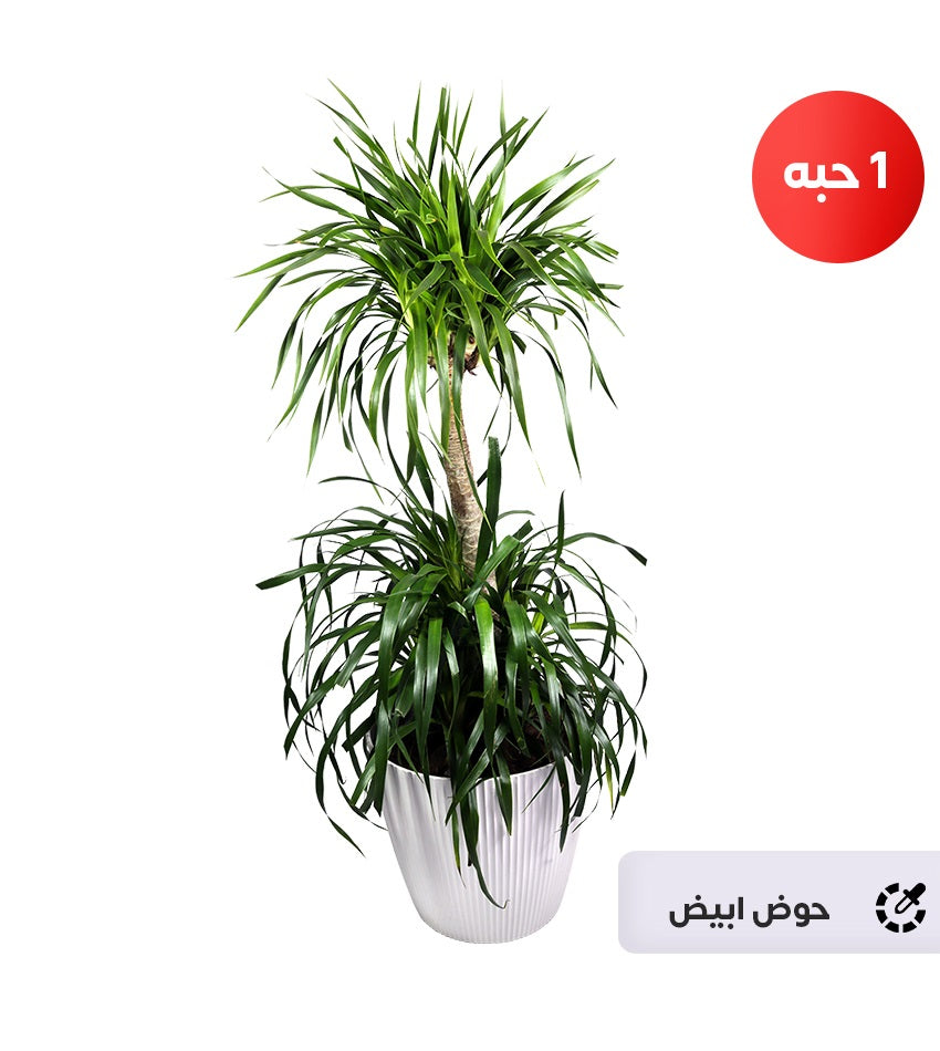 Medium Dracaena Draco