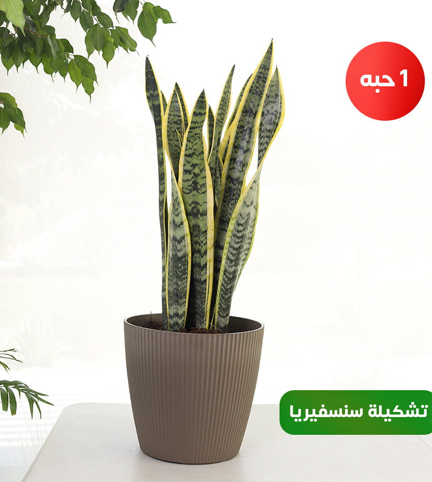 (2) Large Snake Plants in Plastic Pots and (1) Small Snake Plant in a Woven Basket Pot