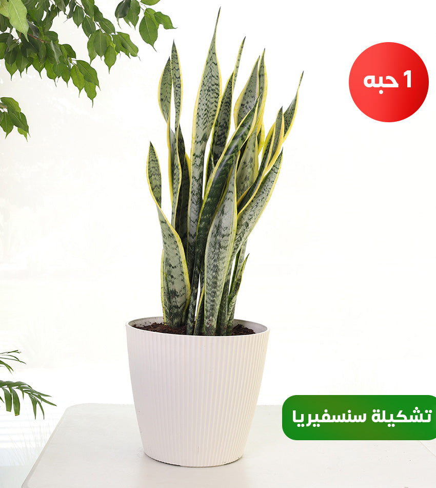 (2) Large Snake Plants in Plastic Pots and (1) Small Snake Plant in a Woven Basket Pot