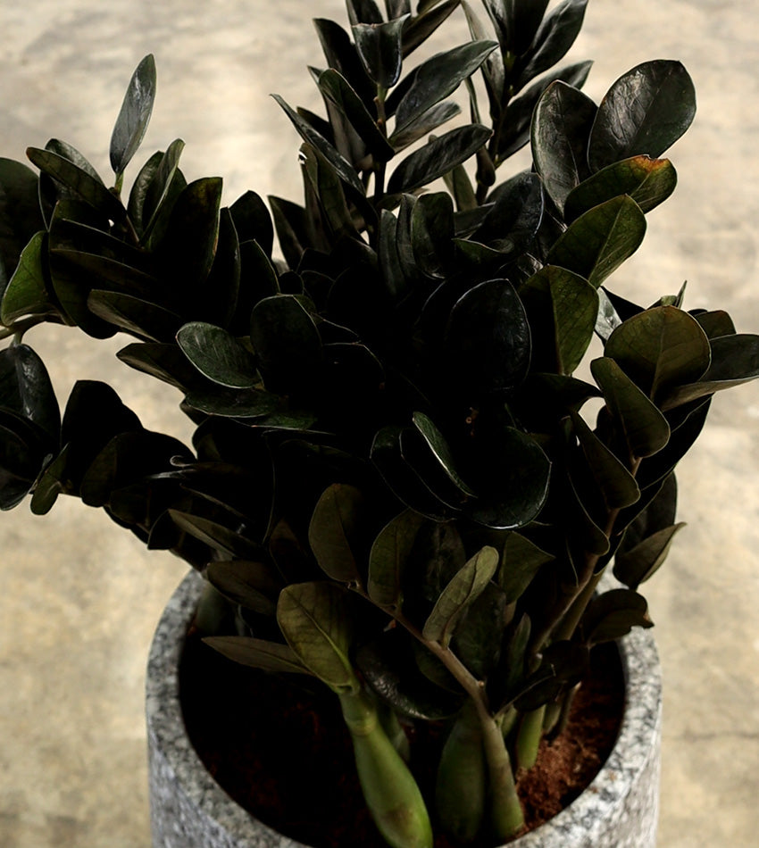 Medium Black Zamioculcas in a Fiberglass Pot